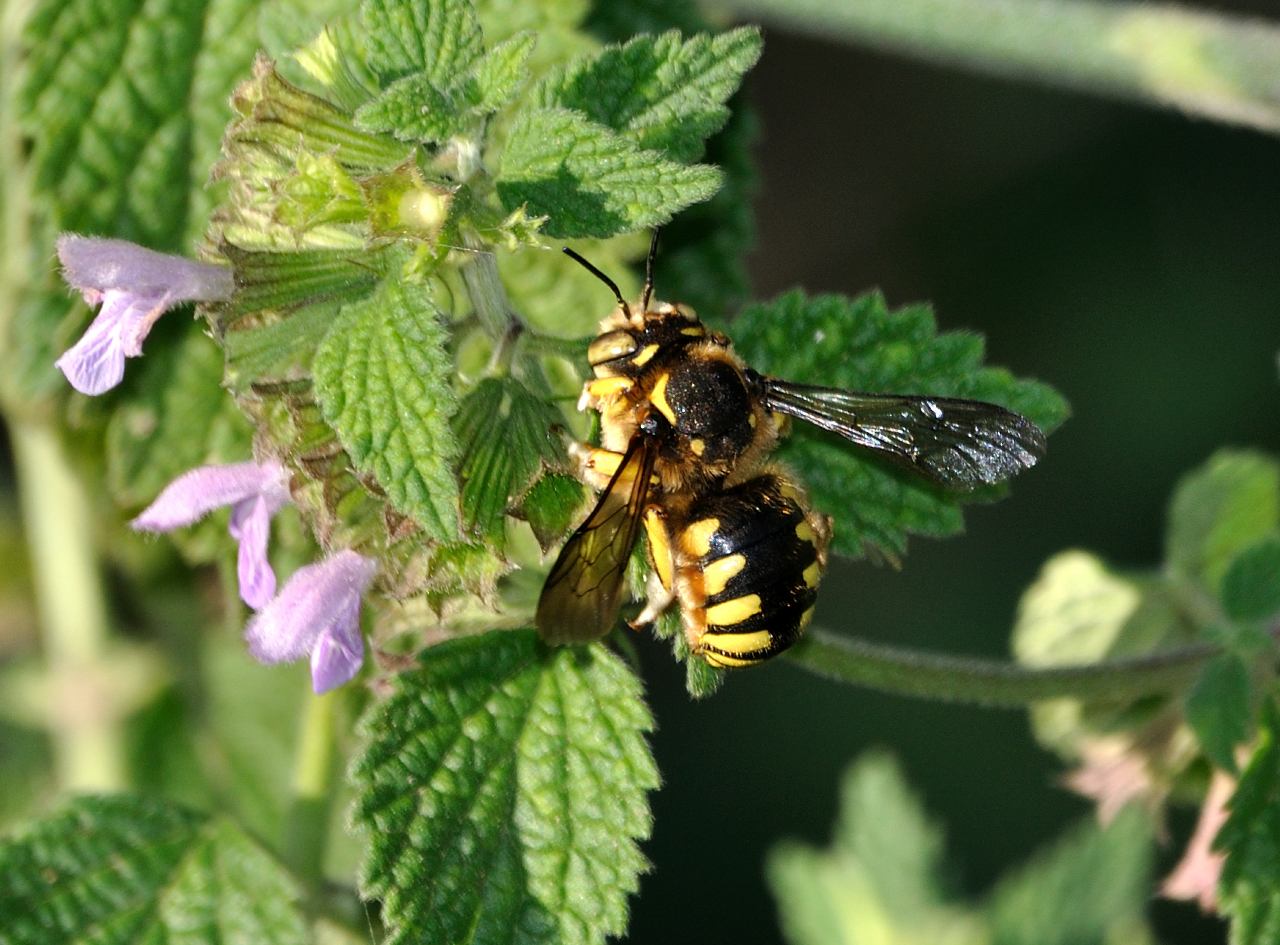 femmina di Anthidium cfr manicatum